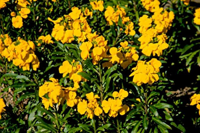 A triumph. Wallflower Golden Bedder