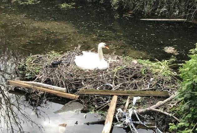 The targeted swan in water off Meyrick Road, Bedhampton. Picture: Robert Bastable