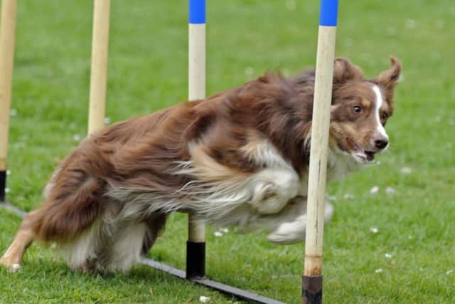 The Bark2School dog training group put on a show for the Mayor of Gosport, Councillor Lynn Hook  Picture: Ian Hargreaves (170492-4)