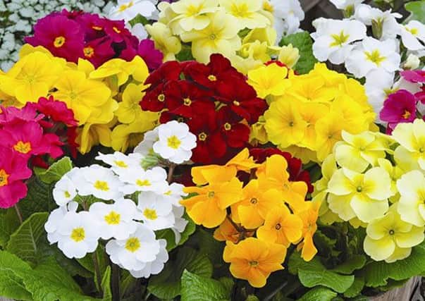 Polyanthus: dig them up when they finish blooming.