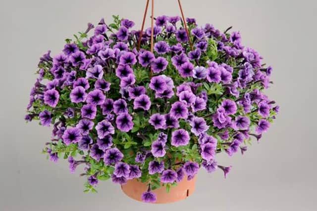 Wonderfully perfumed - petunia Blue Vein