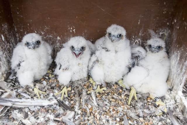 All four chicks fledged successfully last year and another four eggs have been laid. Photo Luke Dray. SUS-161130-133910001