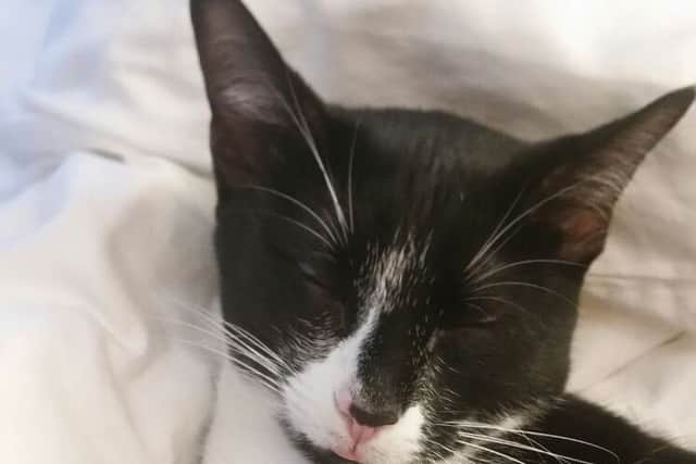 Killed cat Poppy