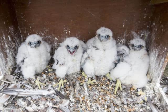 Peregrine falcon chicks hatched live online from Chichester Cathedral in 2016 	      PICTURES LUKE DAY