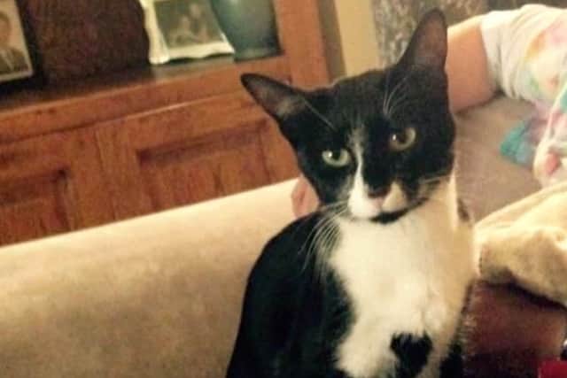 Poppy the cat, who was found beheaded in Southsea