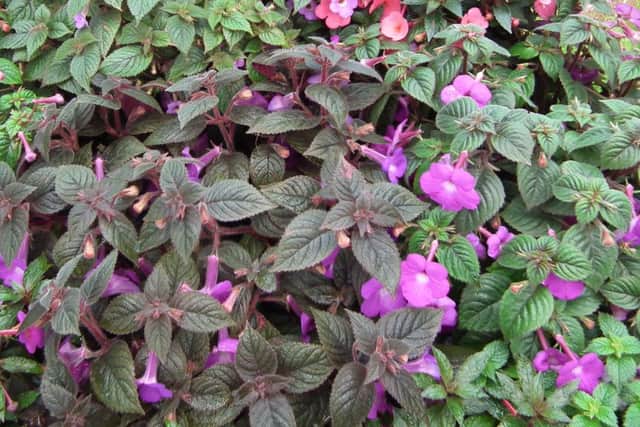 Achimenes - the hot water plant