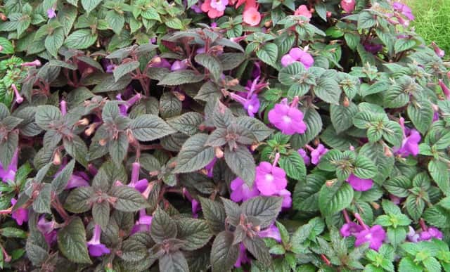 Achimenes - the hot water plant
