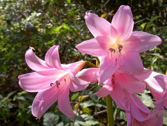How do you get your amaryllis to flower like this?