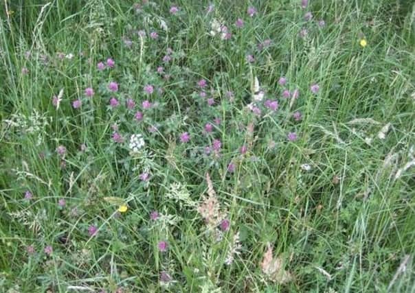 Wildflowers are in danger