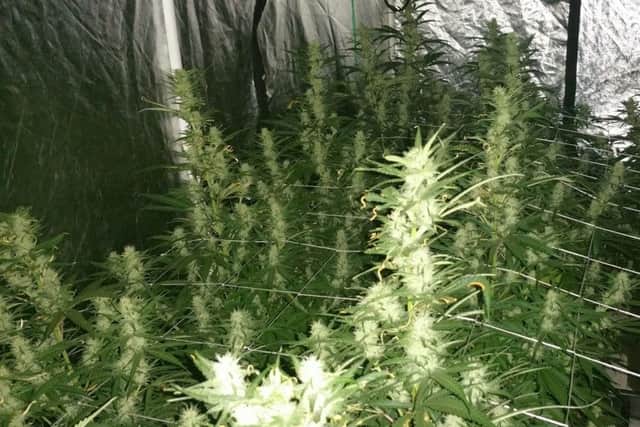 The 28 cannabis plants found growing at a home in Birdham Road, Chichester, on November 15, 2016. Picture: Sussex police