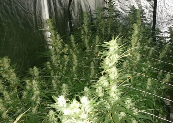The 28 cannabis plants found growing at a home in Birdham Road, Chichester, on November 15, 2016. Picture: Sussex police