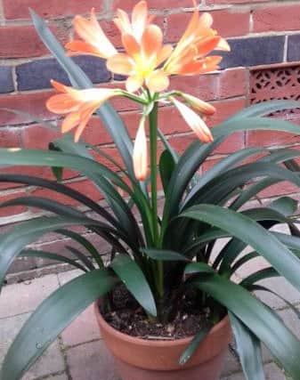 Another shot of John Stainer's clivia