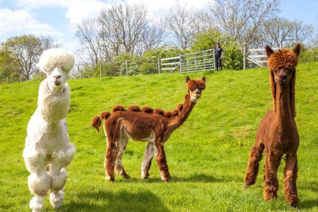 The alpacas sport their new hairdos