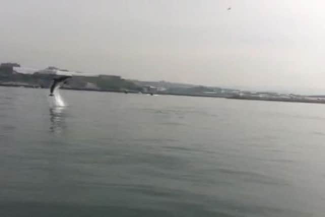 A dolphin leaps from the water