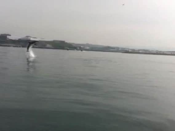 A dolphin leaps from the water