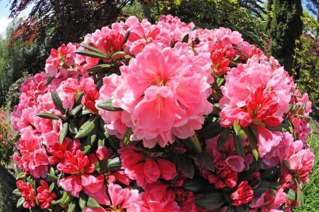 Feed and prune your rhododendrons once they have finished flowering. Picture: Steve Cobb