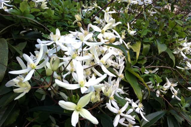 Evergreen clematis armandii