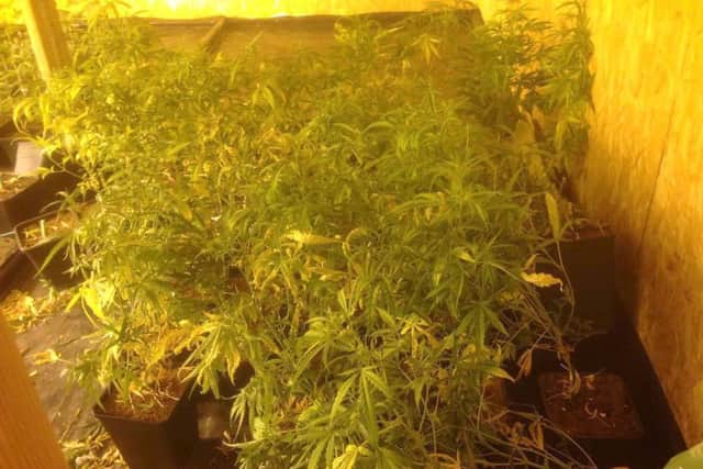 The cannabis factory