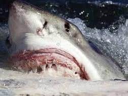 15 great white sharks were spotted near paddle-boarders