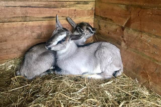 The twin baby goats at Butser Farm