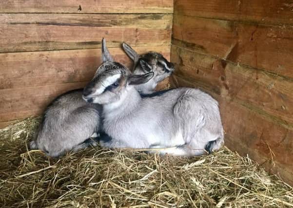 The twin baby goats at Butser Farm