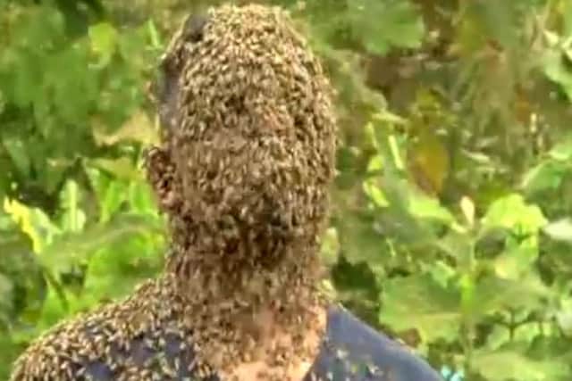 Bees swarm on Nature M.S.