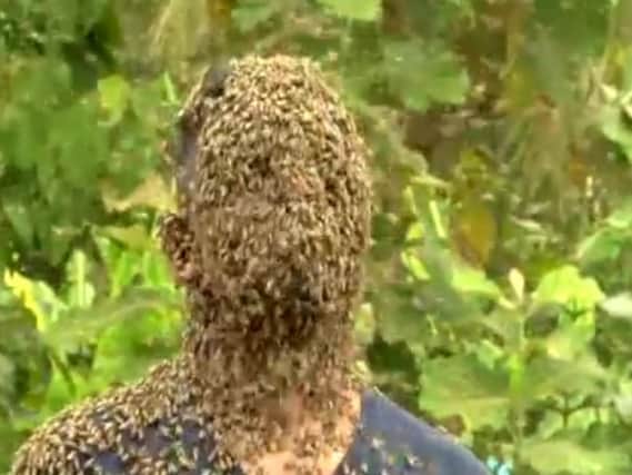 Bees swarm on Nature M.S.