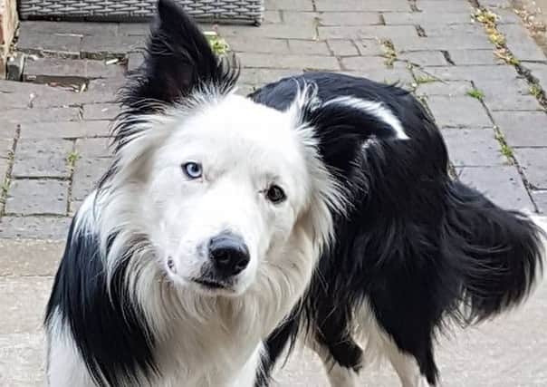 Lost sheepdog Blake has been 'spotted' on Hayling Island PPP-170517-143751001