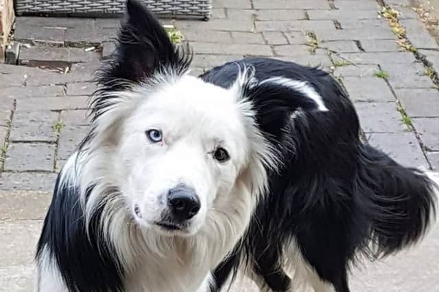 Lost sheepdog Blake has been 'spotted' on Hayling Island PPP-170517-143751001