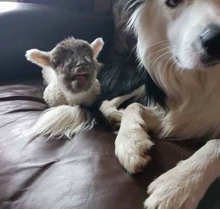 Inseparable pairing Bella and Blake (picture from Natalie Haywood) PPP-170517-143741001