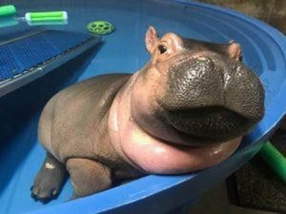 Fiona the baby hippo