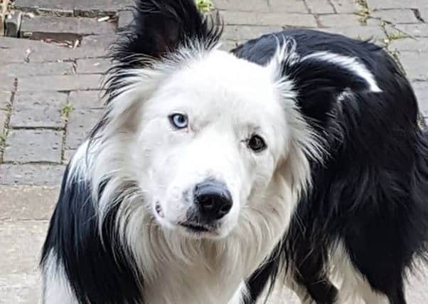 Lost sheepdog Blake has been 'spotted' on Hayling Island