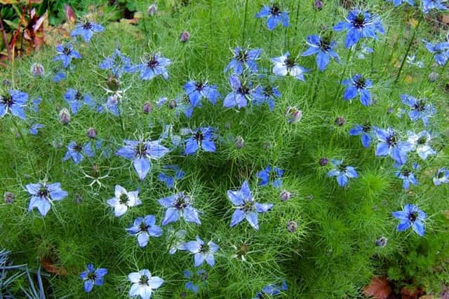 Love-in-a-mist, or nigella, makes a stunning display when sown directly in the border.