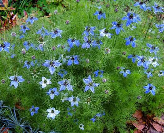 Love-in-a-mist, or nigella, makes a stunning display when sown directly in the border.