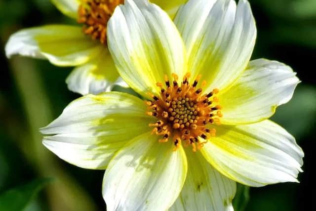 Bidens aurea
- great for hanging baskets.