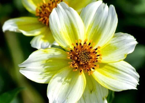 Bidens aurea
- great for hanging baskets.