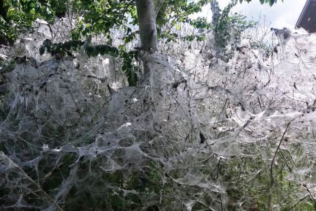 Residents were spooked by 20ft web spun by ermine moth caterpillars