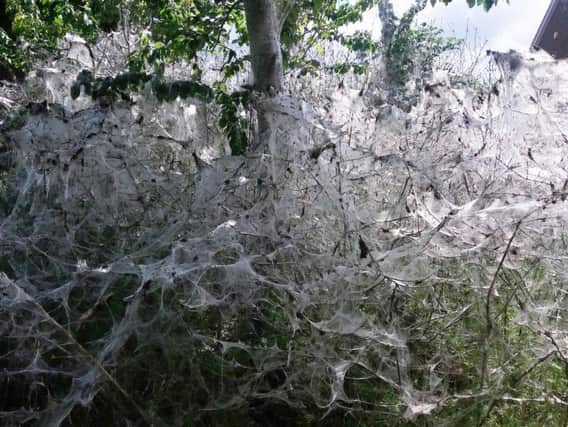 Residents were spooked by 20ft web spun by ermine moth caterpillars
