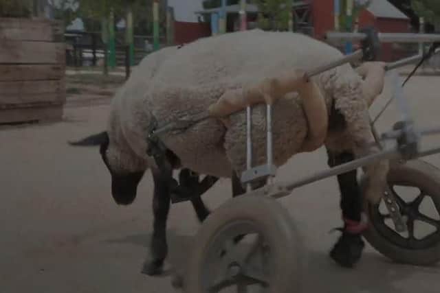 A sheep on wheels
