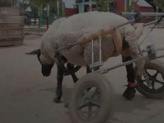 A sheep on wheels