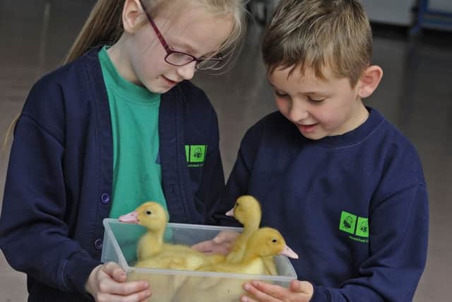 Eleanor Squires, seven, and Jack Mason, six, with the ducklings Picture: Ian Hargreaves (170618-1)