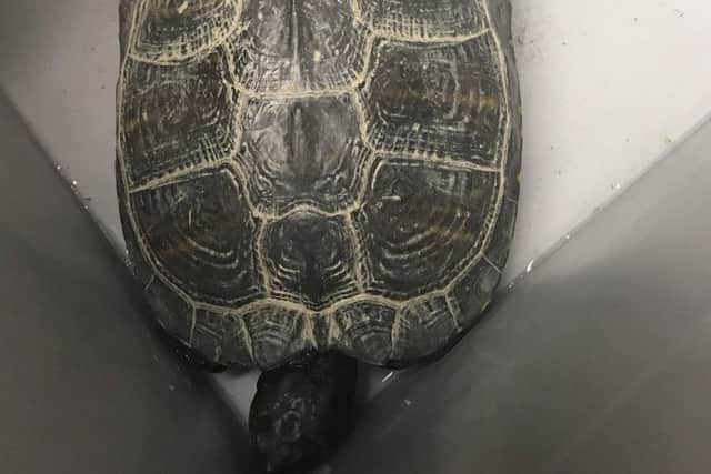 The terrapin turtle rescued by police. Picture: Hampshire Constabulary/Twitter