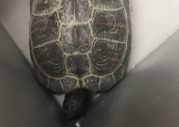 The terrapin turtle rescued by police. Picture: Hampshire Constabulary/Twitter