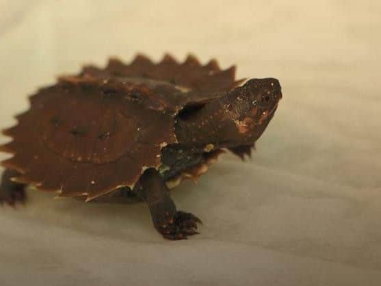 The baby turtle