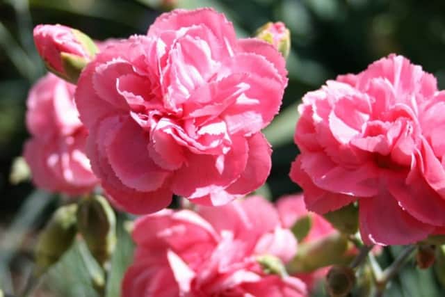 Carnations