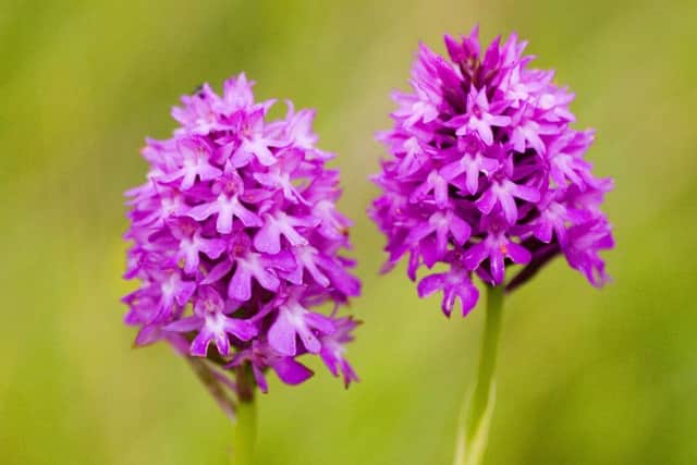 STUNNING The pyramidal orchid is found on Fareham roadsides