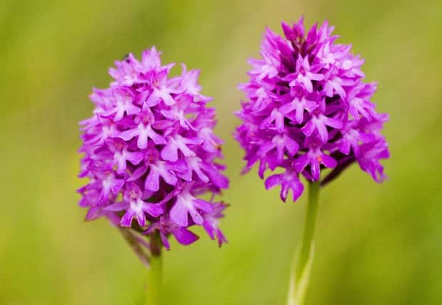 STUNNING The pyramidal orchid is found on Fareham roadsides
