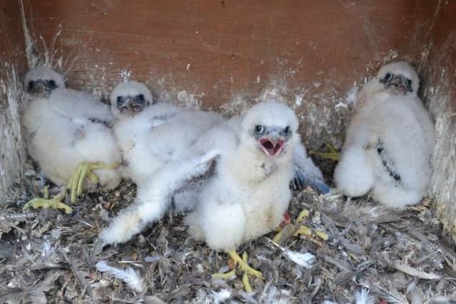 Peregrine chicks at Chichester Cathedral 24-05-2017