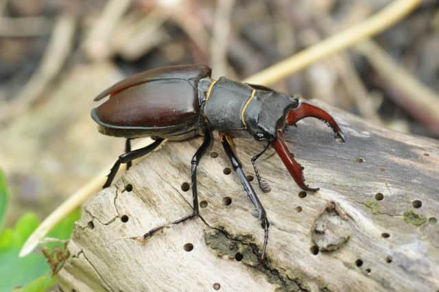An endangered stag beetle, pictured by Tim Meredith