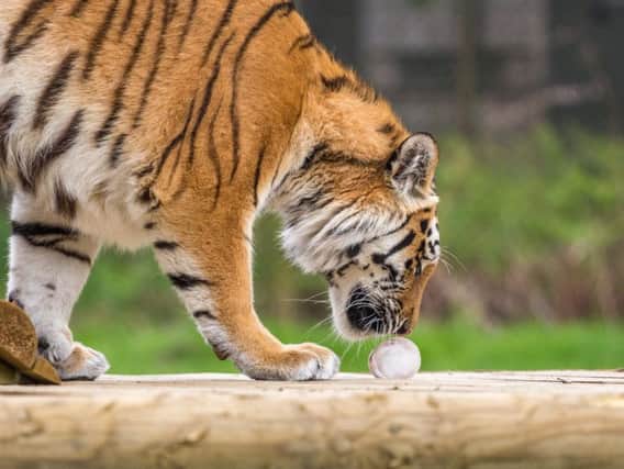 Tigers enjoy ice cream in the heatwave